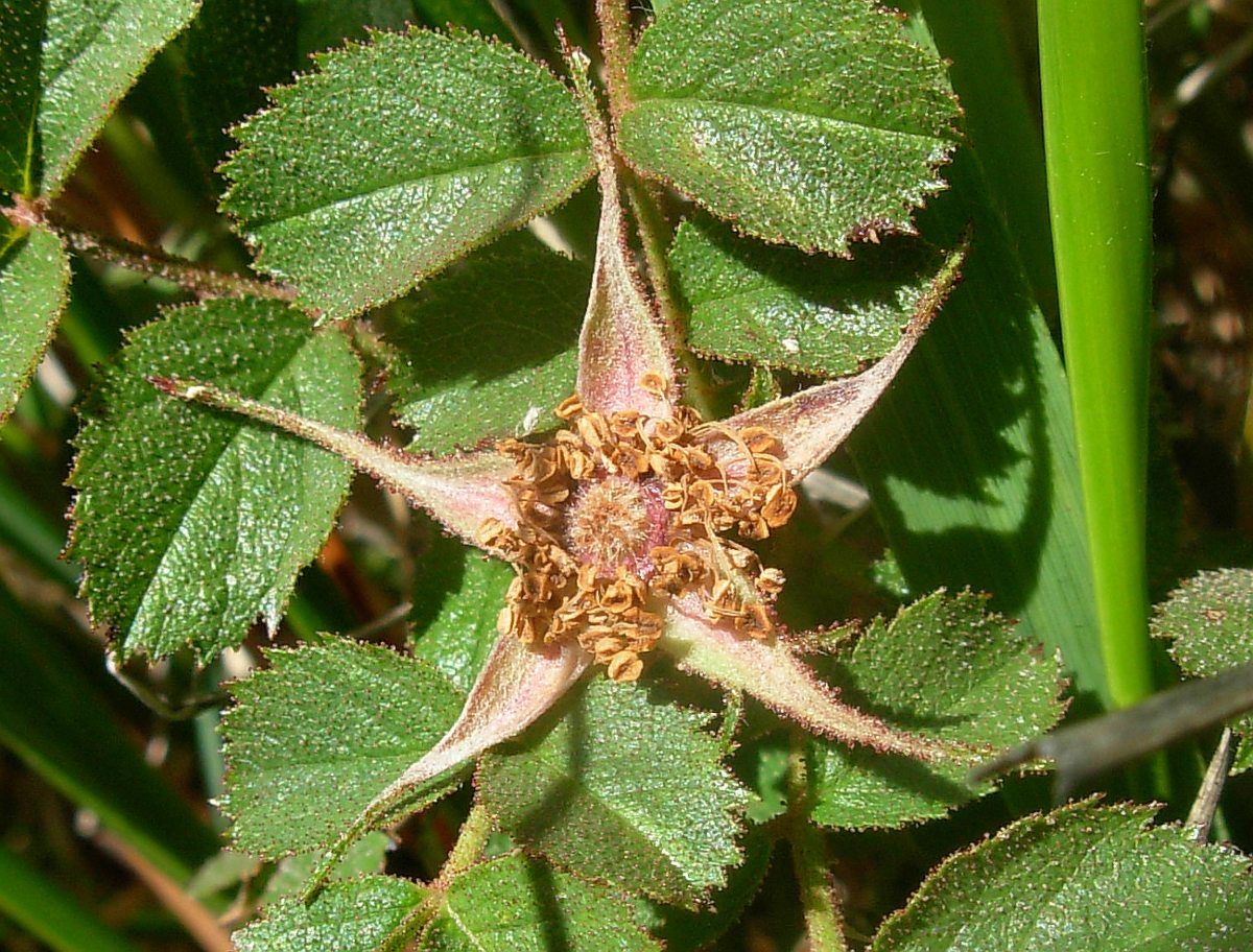 Rosa pulverulenta M. Bieb. / Rosa vischiosa